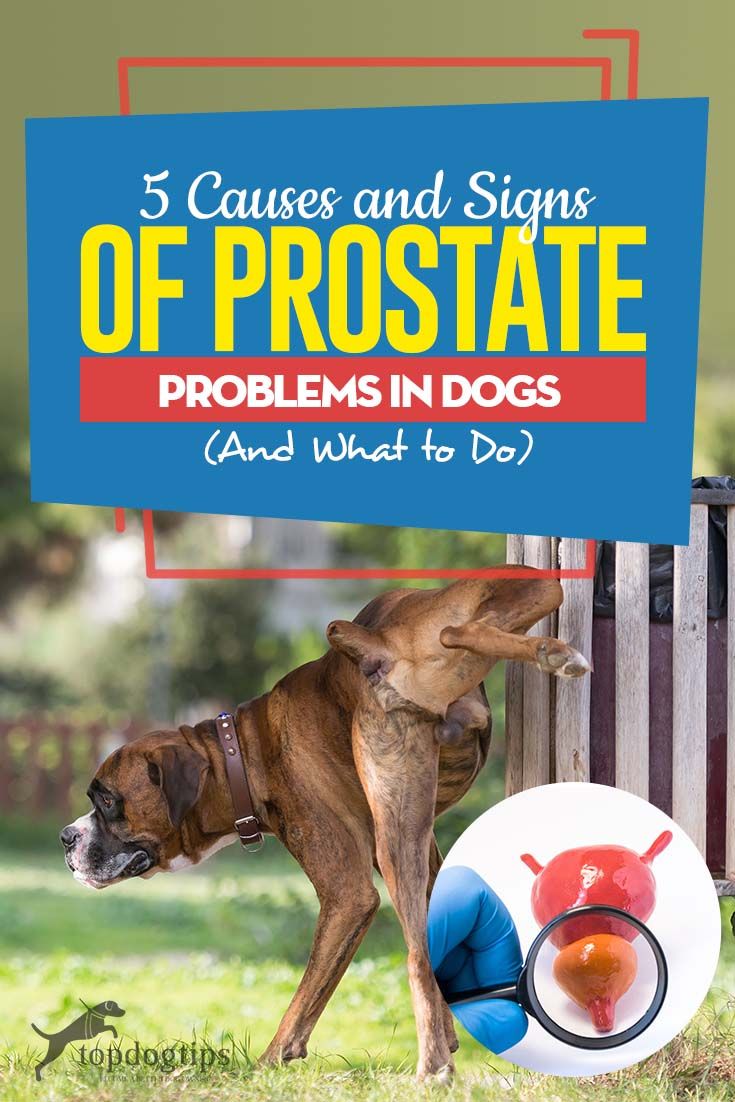 5 Causes and Signs of Prostate Problems in Dogs (And How to Fix Them) # ...
