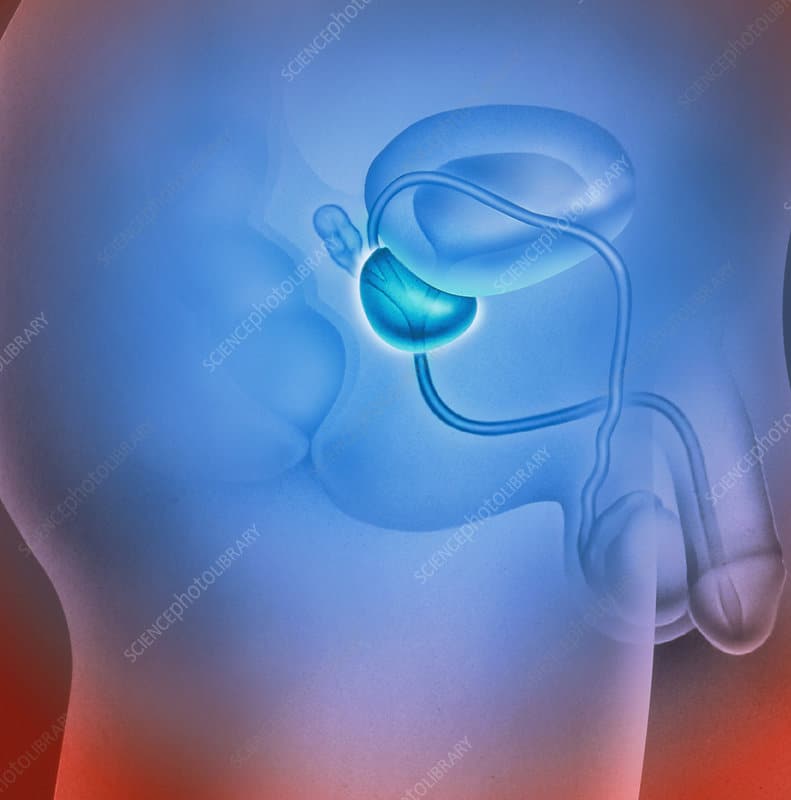 Artwork of prostate gland and male genitalia