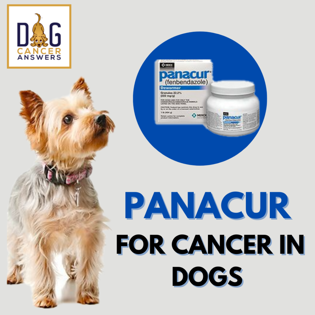 Dog Cancer Supplements Archives
