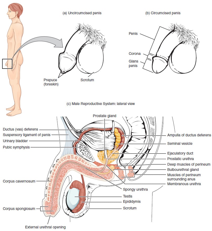 Male Reproductive System  Building a Medical Terminology Foundation