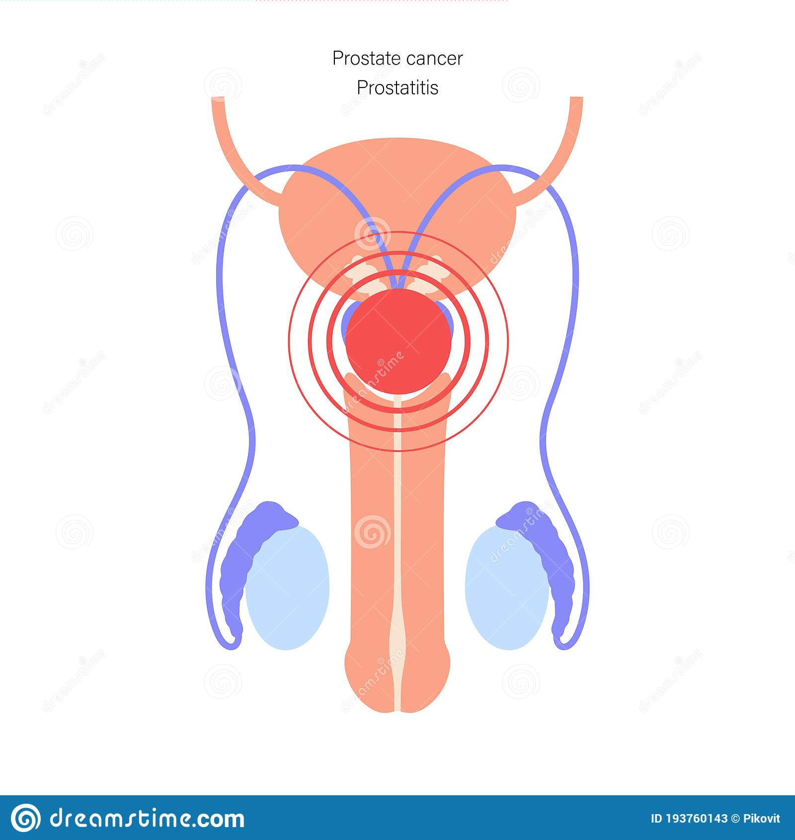 Male reproductive system stock vector. Illustration of health