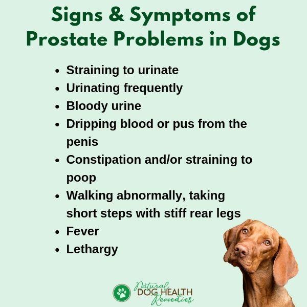 Pin on Dog Illness Symptoms