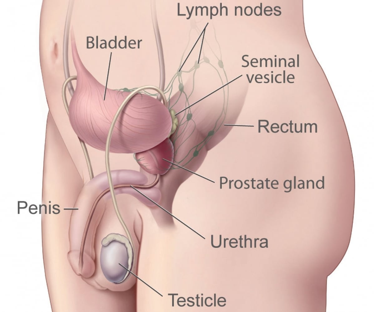 Prostate Anatomy Images