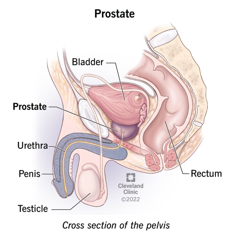 Prostate: Anatomy, Location, Function &  Conditions