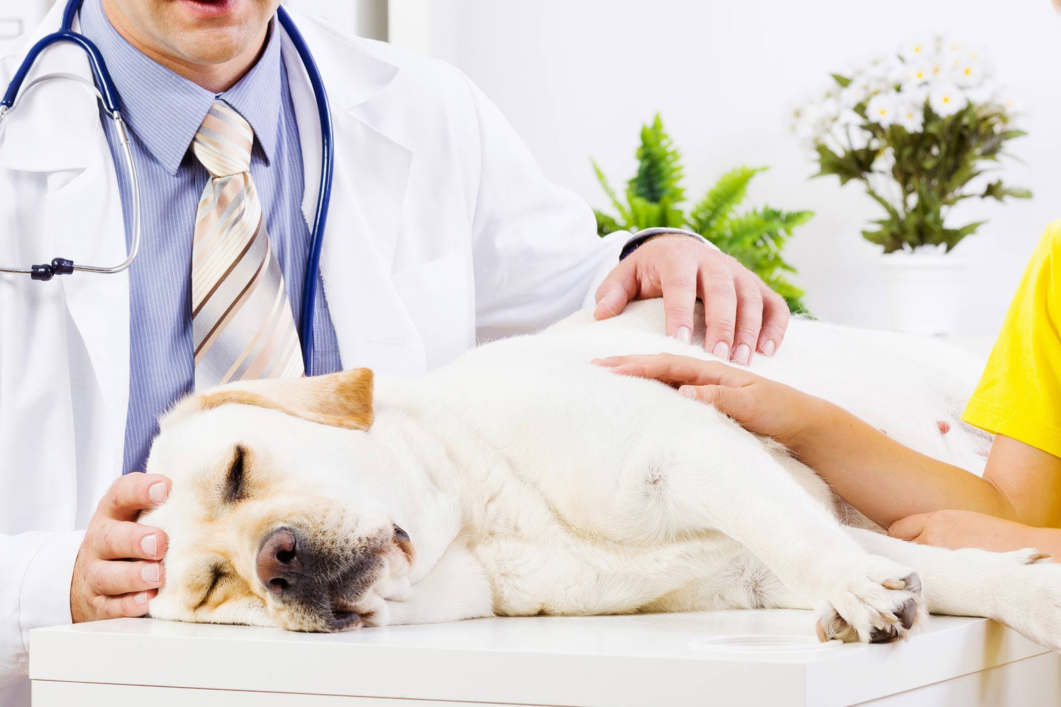 Prostate Cancer (Adenocarcinoma) in Dogs