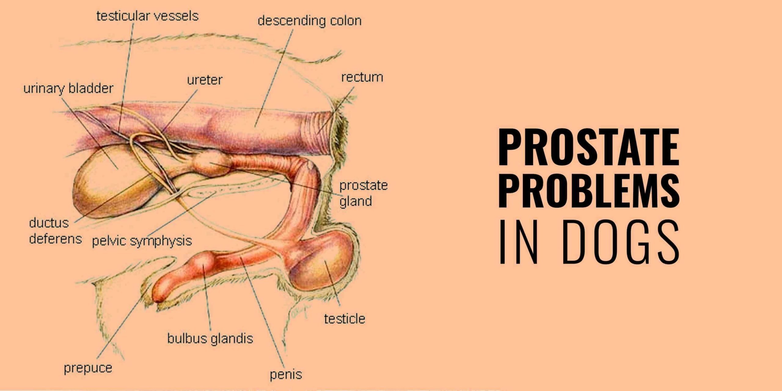Prostate Problems in Dogs  Hypertrophy, Prostatitis, Cancer &  Cysts