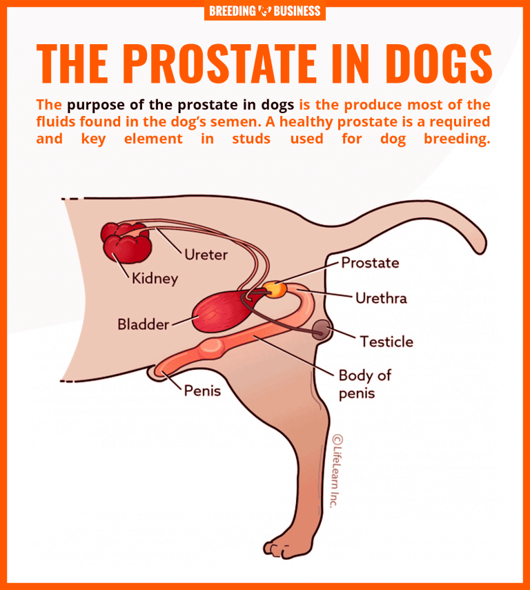 Prostate Problems in Dogs  Hypertrophy, Prostatitis ...