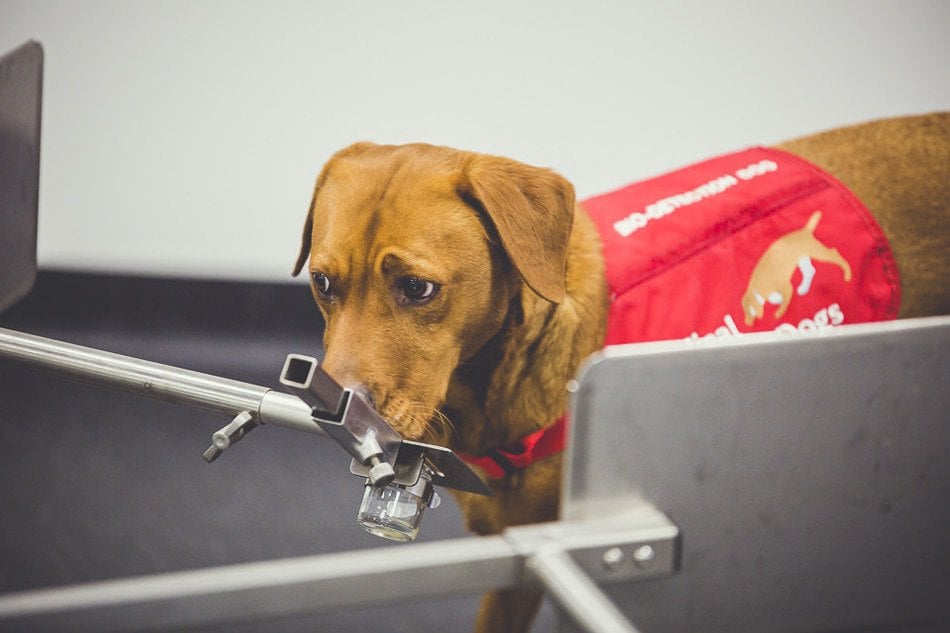 Study Training Dogs To Detect Prostate Cancer Gets One Paw Closer To A ...