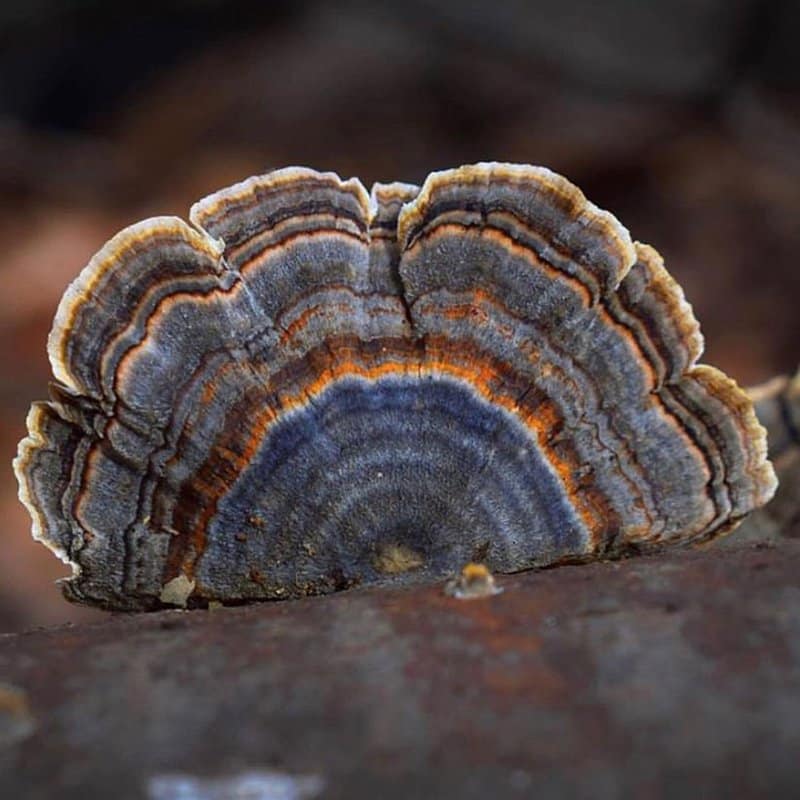 Turkey Tail Mushroom: Where To Buy It, How To Use It &  More