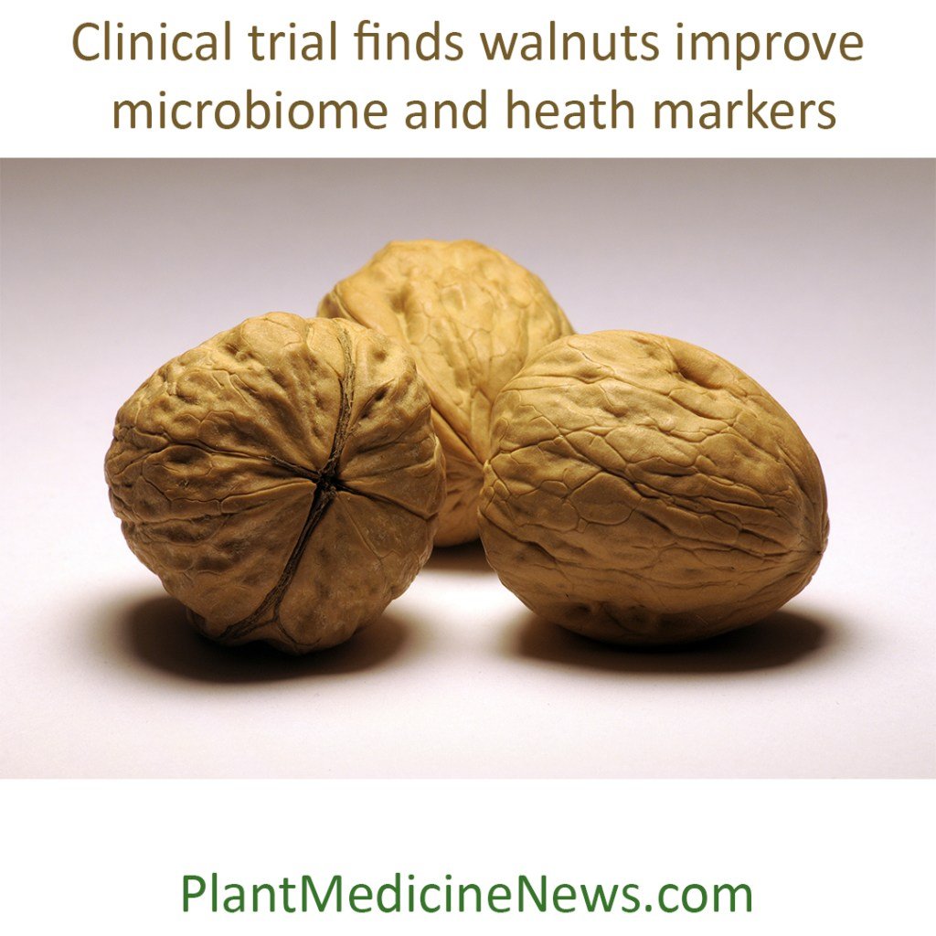 walnuts microbiome clinical trial