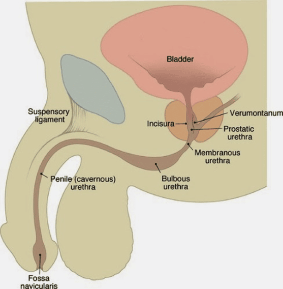 Watch Out ! Prostate Problems Will Occur Someday ! Part 1